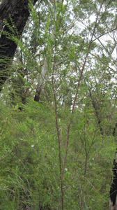 Leptospermum continentale plant shape