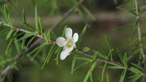 Leptospermum continentale flower and spreading leaves