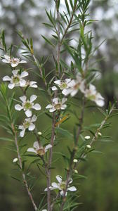 Leptospermum continentale flowers