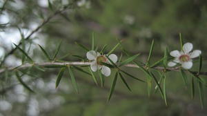 Leptospermum continentale flowers and spreading leaves