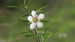 Leptospermum continentale flower
