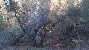 Leptospermum attenuatum trees in scrub