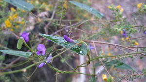 Hardenbergia violacea (7).JPG