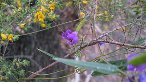 Hardenbergia violacea (8).JPG