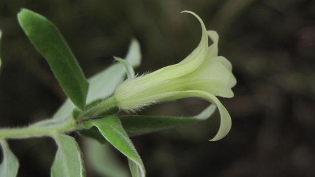 Billardiera scandens flower with hairy calyx