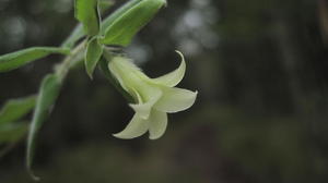 Billardiera scandens flower