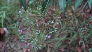 Polyscias sambucifolia fruit