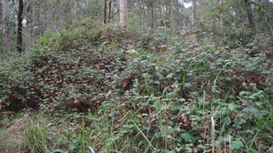 Rubus moluccanus raspberry patch 