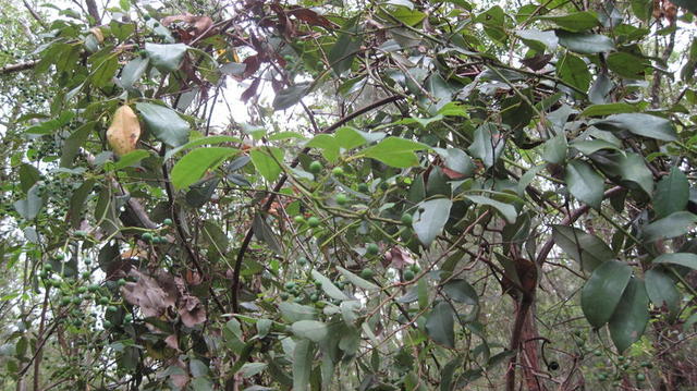 Cissus hypoglauca climbing over shrubs