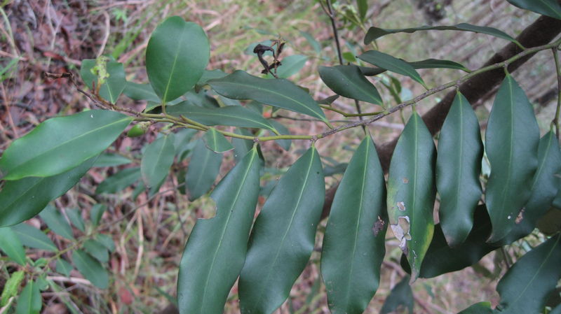 Diospyros australis branch