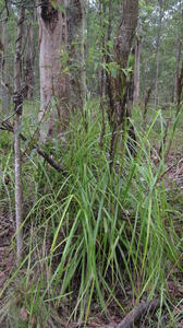 Gahnia melanocarpa plant shape