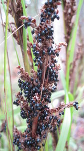 Gahnia melanocarpa black fruit