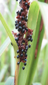 Gahnia melanocarpa black fruit