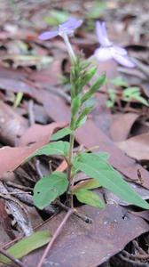 Pseuderanthemum variabile shape of plant