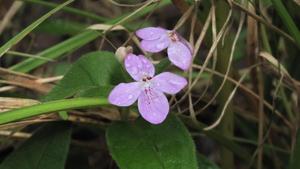 Pseuderanthemum variabile - Pastel Flower