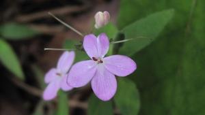 Pseuderanthemum variabile flower