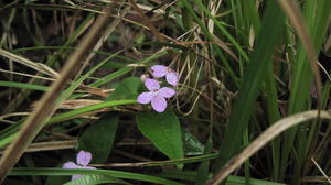 Pseuderanthemum variabile plant in moist grass