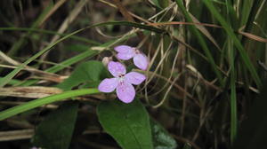 Pseuderanthemum variabile plant in moist grass