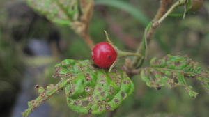 Solanum stelligerum fruit