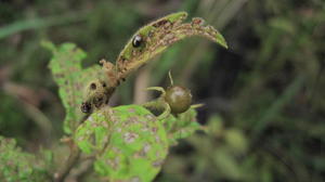 Solanum stelligerum green fruit