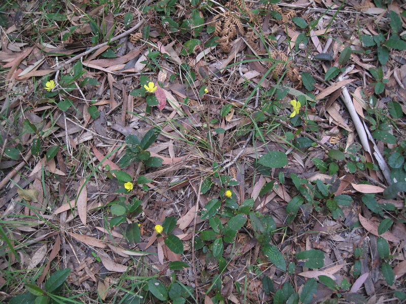 Hibbertia dentata scrambling on the ground