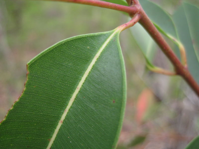 Corymbia gummifera veins