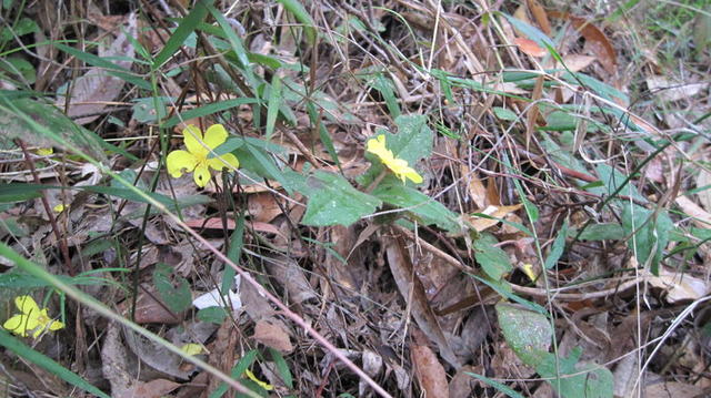 Hibbertia dentata scrambling