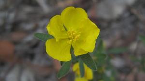 Hibbertia obtusifolia flower