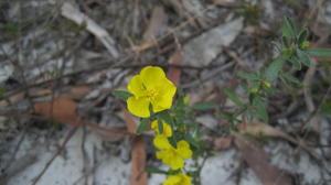 Hibbertia obtusifolia flowers and grey felty foliage