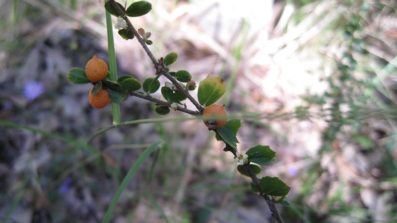 Citriobatus pauciflorus fruit