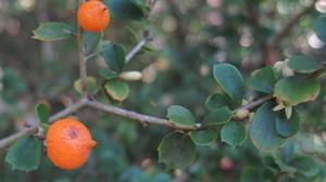 Citriobatus pauciflorus fruit