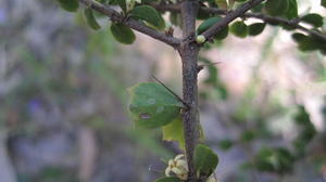 Citriobatus pauciflorus thorn