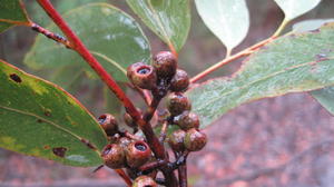 Eucalyptus piperita green fruit