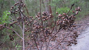 Eucalyptus piperita fruit