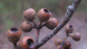 Eucalyptus piperita fruit