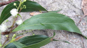 Acacia binervata - Two-veined Hickory