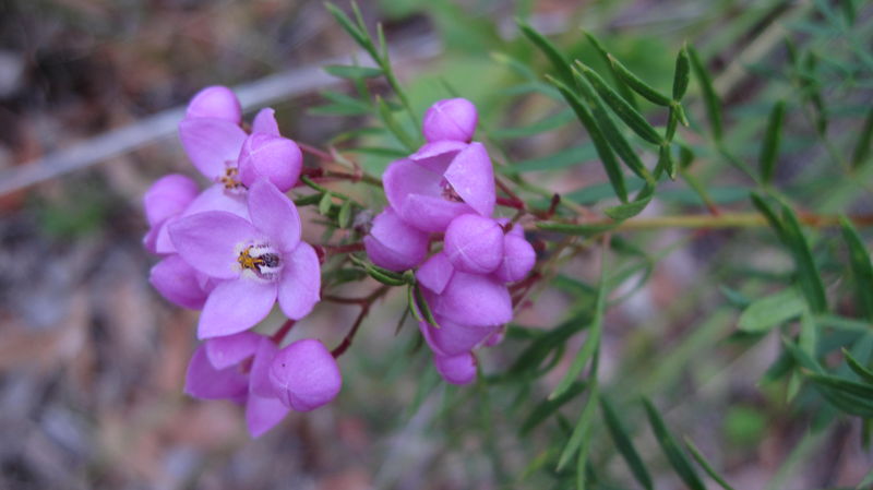 Boronia pinnata flowers