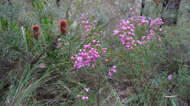 Boronia pinnata flowers