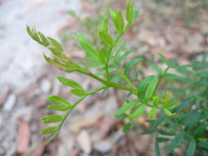 Boronia pinnata new growth