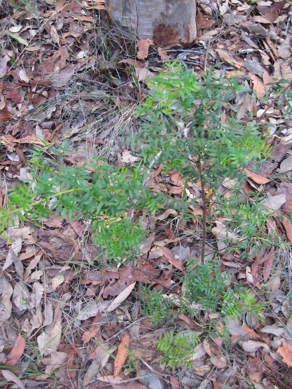 Boronia pinnata plant shape