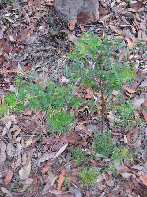 Boronia pinnata plant shape