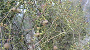 Cassytha pubescens fruit and twining stems