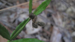 Dampiera stricta seeds