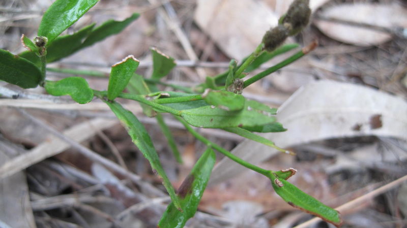 Dampiera stricta leaves