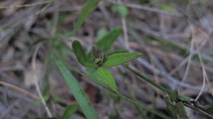 Dampiera stricta leaves