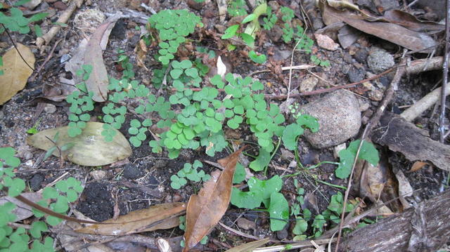 Adiantum aethiopicum