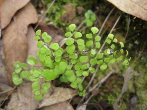 Adiantum aethiopicum 