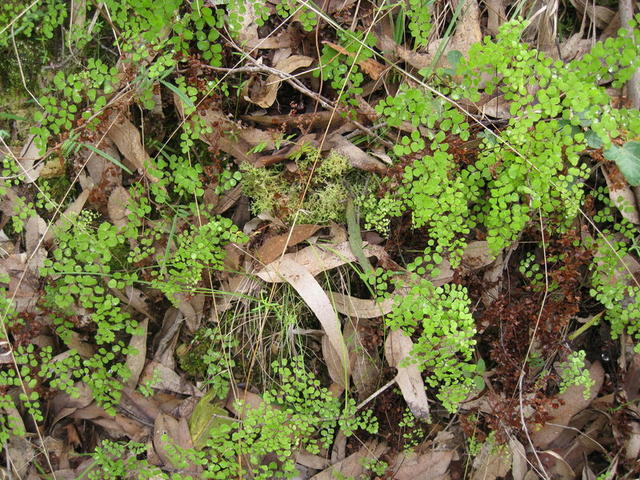 Adiantum aethiopicum