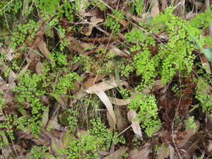 Adiantum aethiopicum