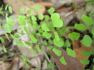 Adiantum aethiopicum 